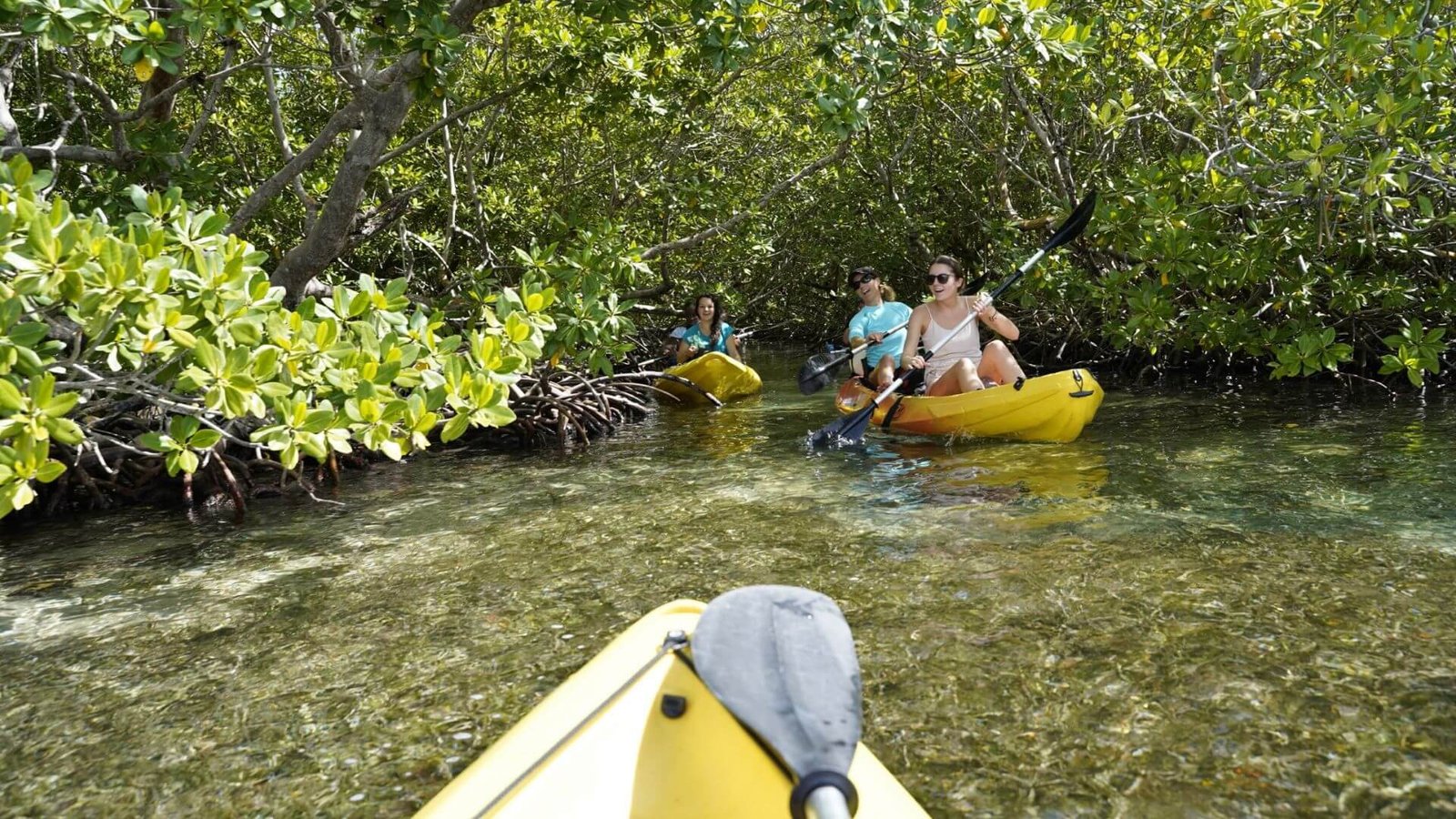 Un groupe de trois personnes faisant du kayak dans un marais de mangrove en Guadeloupe. Ils naviguent à travers les eaux claires et calmes, entourés de verdure luxuriante et de racines de mangrove. Les deux kayaks visibles sont jaunes et équipés de pagaies noires. La scène dépeint une activité de plein air paisible et pittoresque, typique des excursions en kayak dans la région.